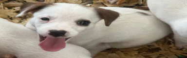 Jack Russell Terrier 5