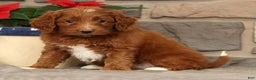 Mini Goldendoodle dogs for sale: Scarlett - Ad 4