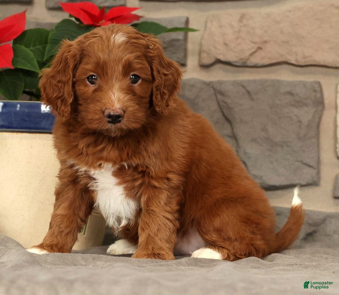 Mini Goldendoodle dogs for sale: Scarlett - Ad 4