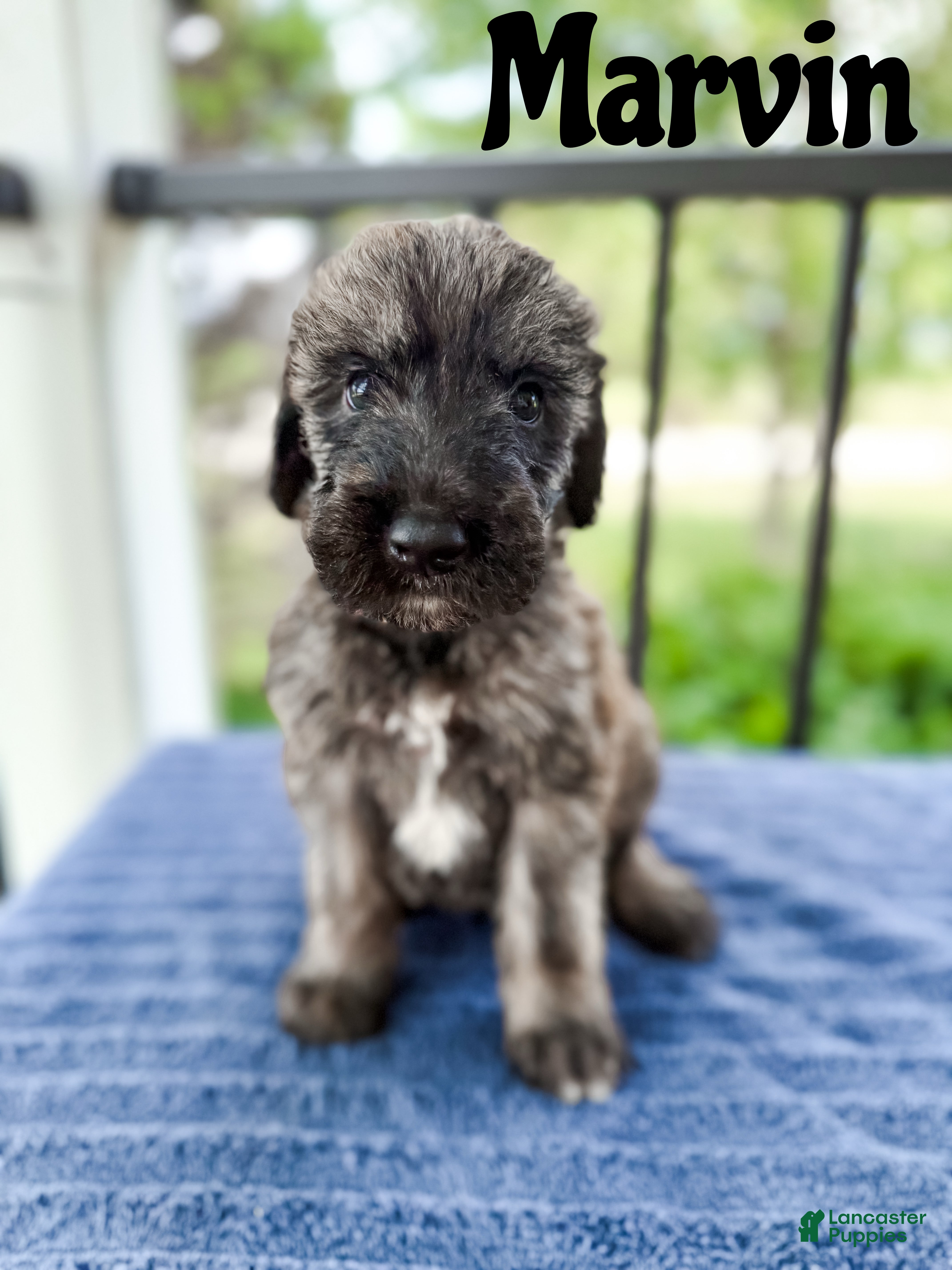 Mixed Breed dogs Marvin - Ad 2