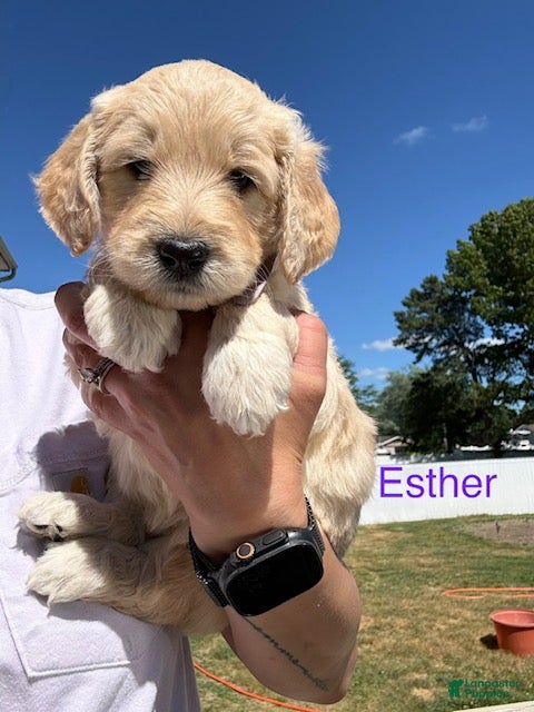 Goldendoodle dogs Esther - Ad 2