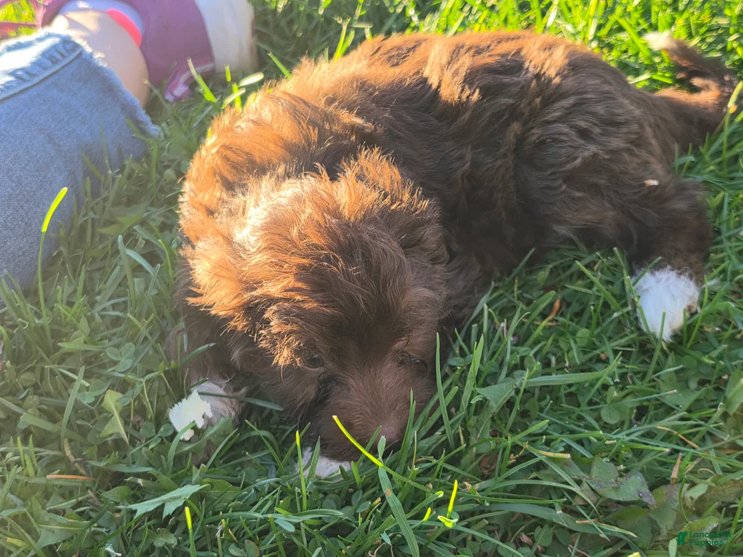 Havanese dogs for sale: Havanese 26105-07 (female) - Ad 4