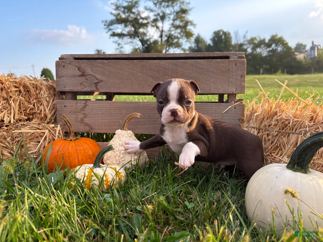 Boston Terrier dogs for sale: Dusty - Ad 5
