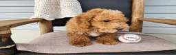 Mini Bernedoodle dogs for sale: Spencer - Ad 15