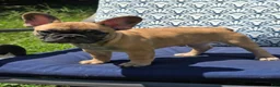 French Bulldog dogs for sale: Cappuchino "chino" - Ad 2