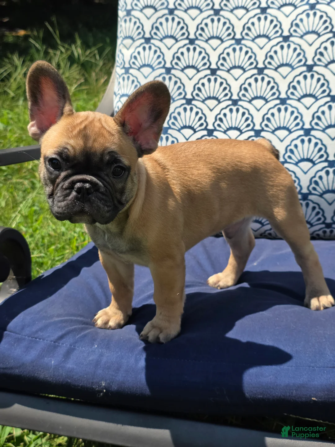 French Bulldog dogs for sale: Cappuchino "chino" - Ad 2