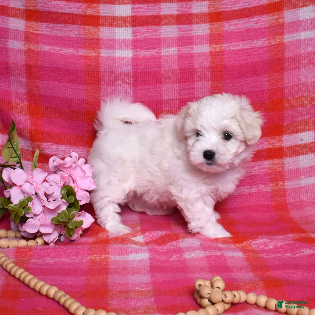 Coton De Tulear dogs for sale: Peppermint  - Ad 7