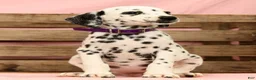 Dalmatian dogs for sale: Tracy - Ad 4