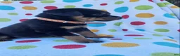 Rottweiler dogs for sale: Kenzie - Ad 2