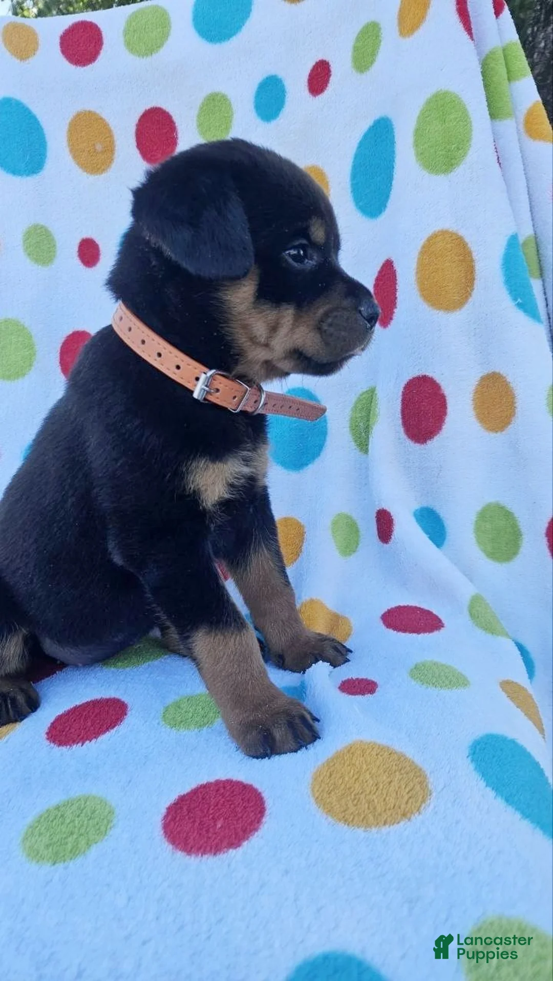 Rottweiler dogs for sale: Kenzie - Ad 2