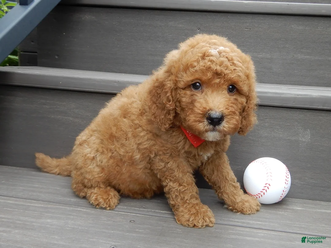 Mini Goldendoodle dogs for sale: Louie - Ad 2