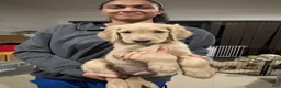 Goldendoodle dogs for sale: Seena - Ad 8