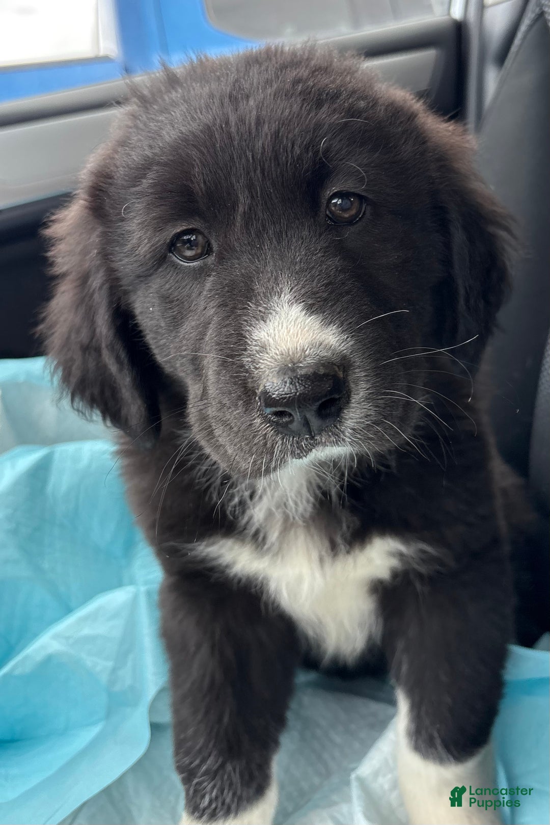 Mixed Breed dogs for sale: Thing - Ad 12