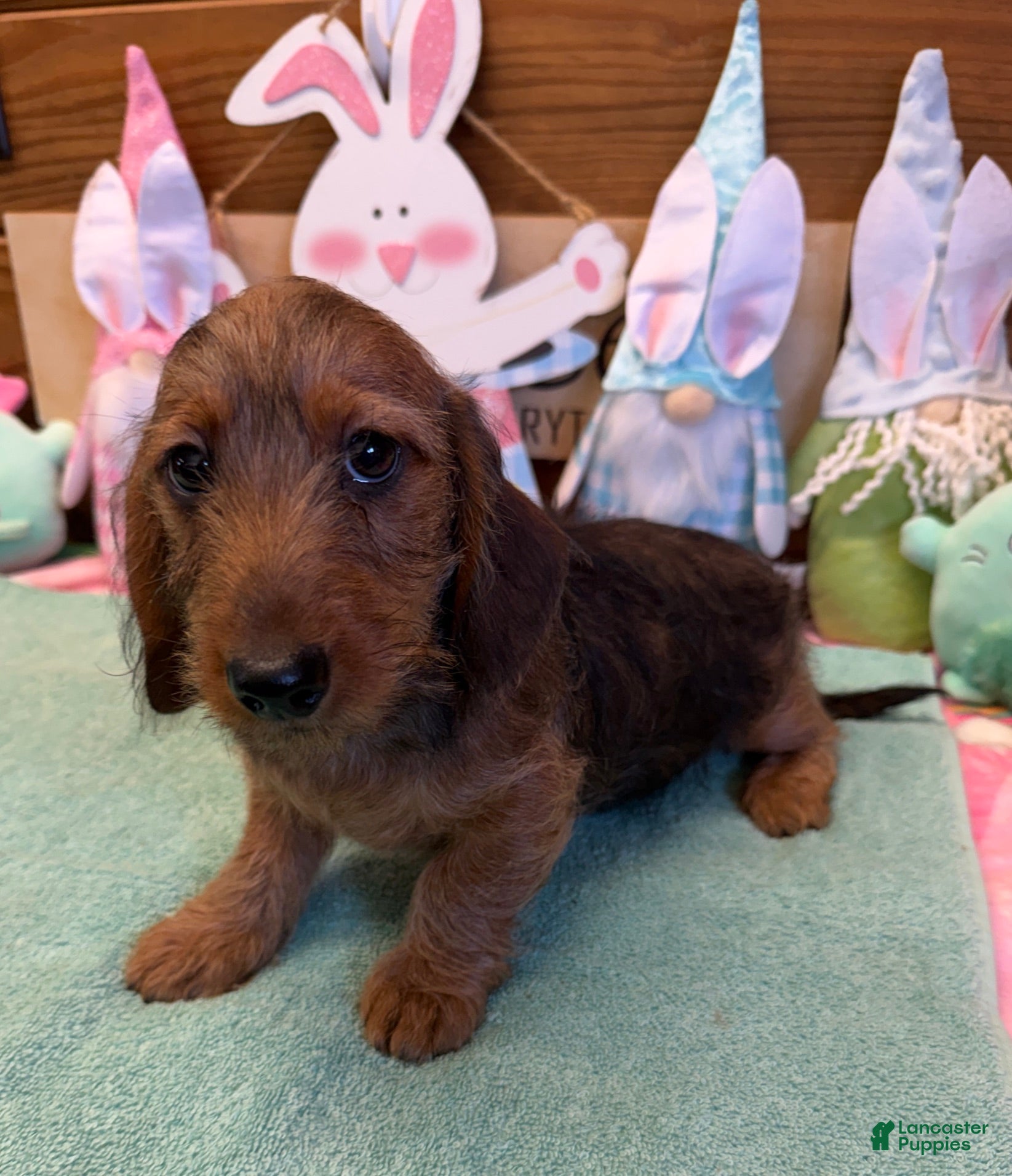 Dachshund dogs Lucky - Ad 11