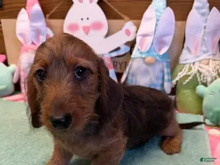 Dachshund dogs Lucky - Ad 24