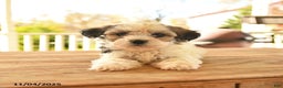 Teddy Bear dogs for sale: Basil  - Ad 3