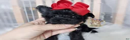 Morkie dogs for sale: Korean Te Kā - Ad 3