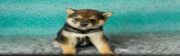 Shiba Inu dogs for sale: Amber - Ad 4