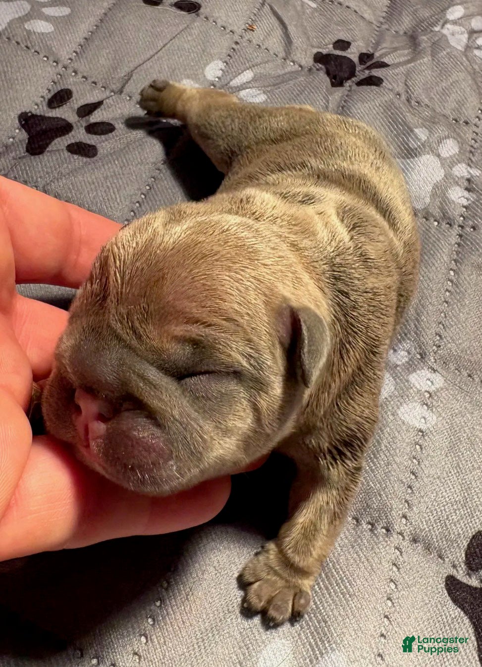 French Bulldog dogs Stella - Ad 2