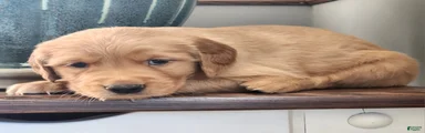 Piper