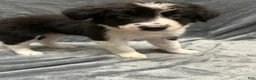 Border Collie dogs for sale: Jedi - Ad 4