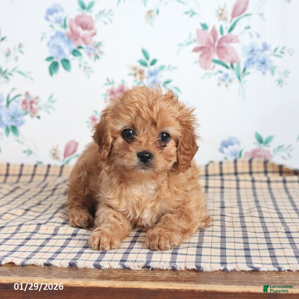 Cavapoo dogs Pibbles - Ad 5