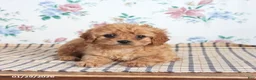 Cavapoo dogs for sale: Pibbles - Ad 1