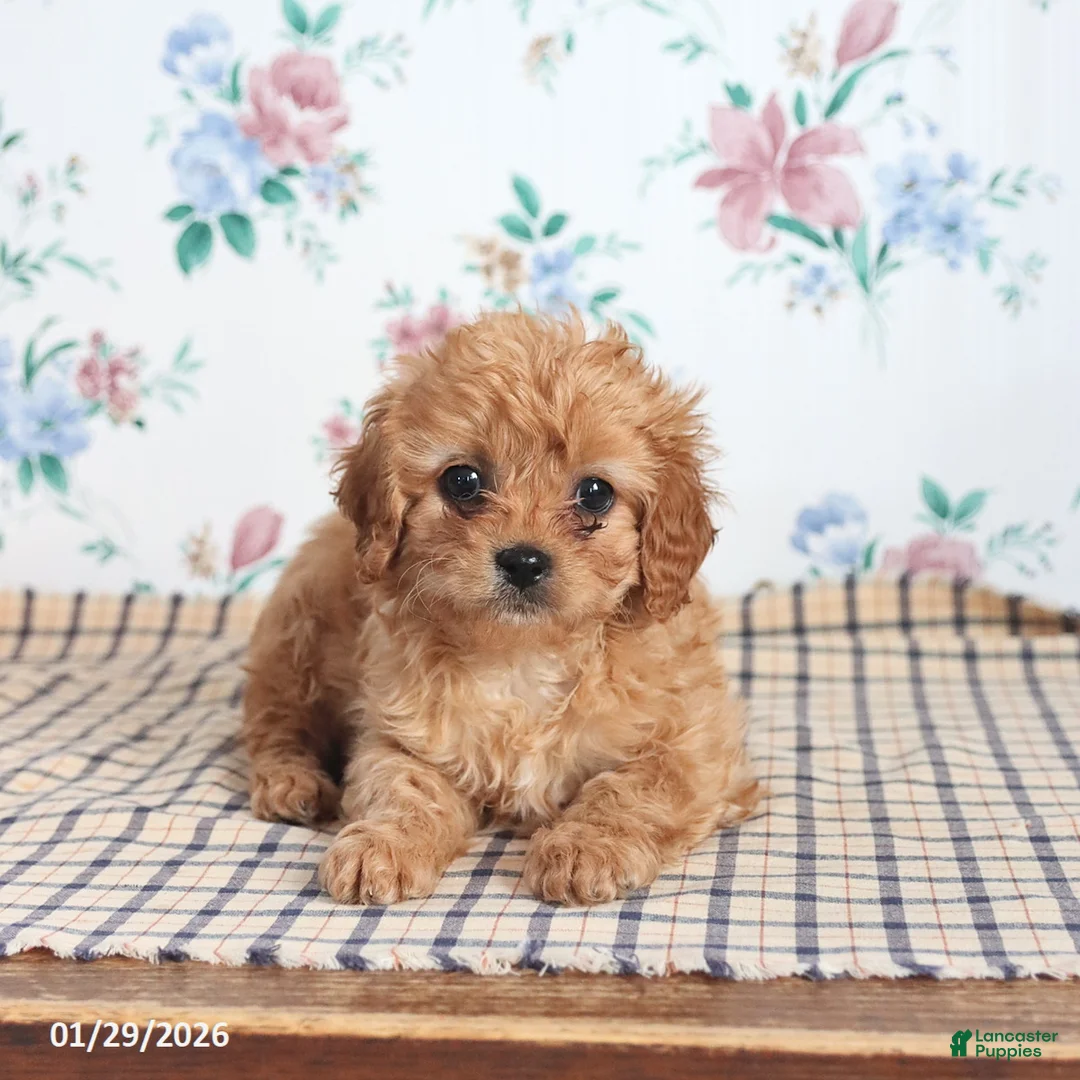 Cavapoo dogs for sale: Pibbles - Ad 1
