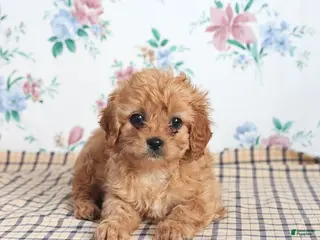 Cavapoo dogs Pibbles - Ad 5