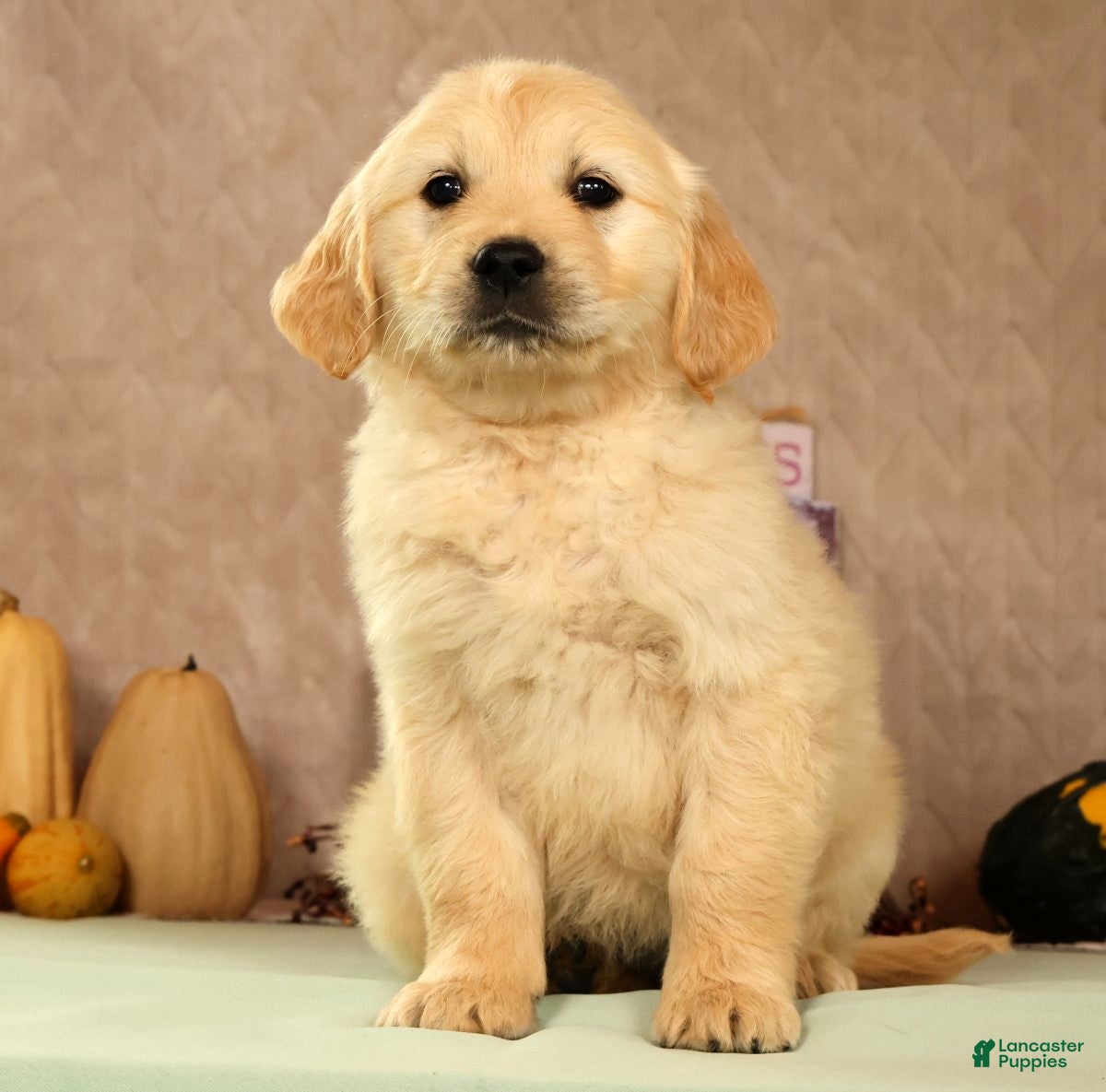 Golden Retriever dogs Shena - Ad 2