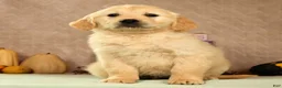 Golden Retriever dogs for sale: Shena - Ad 2