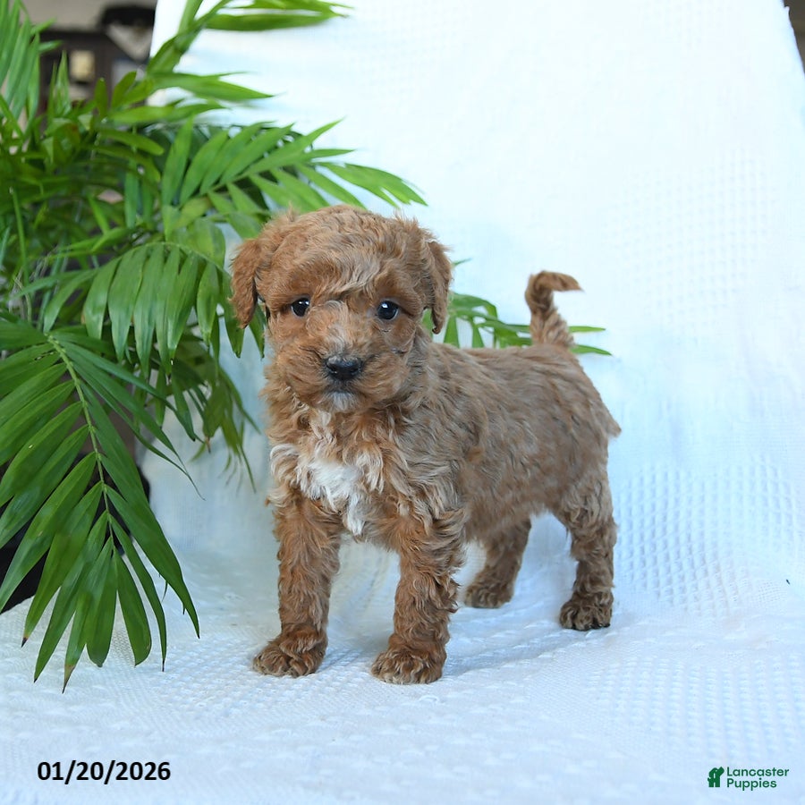 Miniature Poodle dogs for sale: Hershey - Ad 1