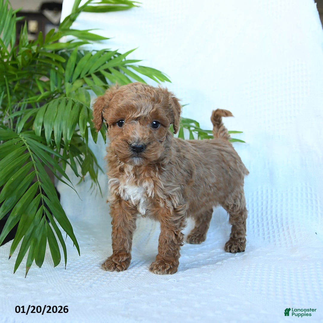 Miniature Poodle dogs for sale: Hershey - Ad 1