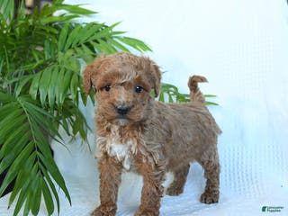 Miniature Poodle dogs for sale: Hershey - Ad 1