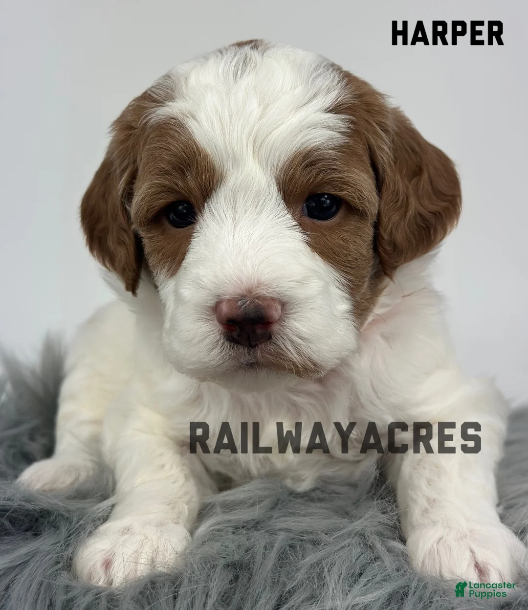 Goldendoodle dogs for sale: Harper-F1b Mini - Ad 3