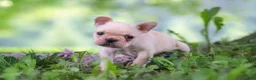 French Bulldog dogs for sale: Cody - Ad 5