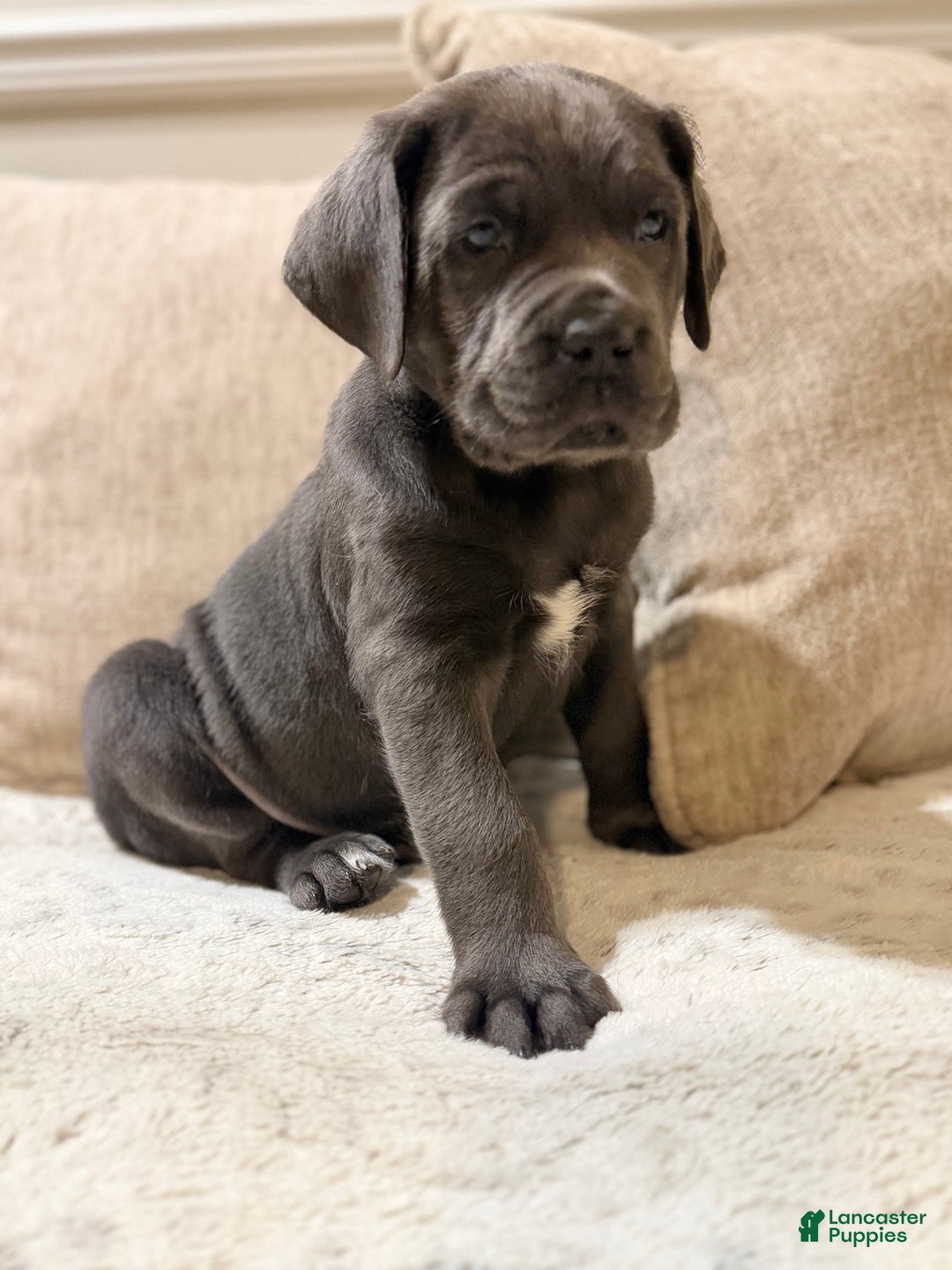Cane Corso dogs for sale: Sweet Pea - Ad 8