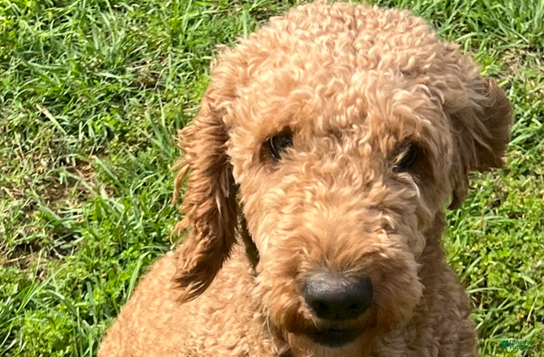 Goldendoodle dogs for sale: Pink Collar Girl - Ad 7