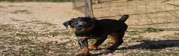 Rottweiler dogs for sale: Rottweiler F3 - Ad 12