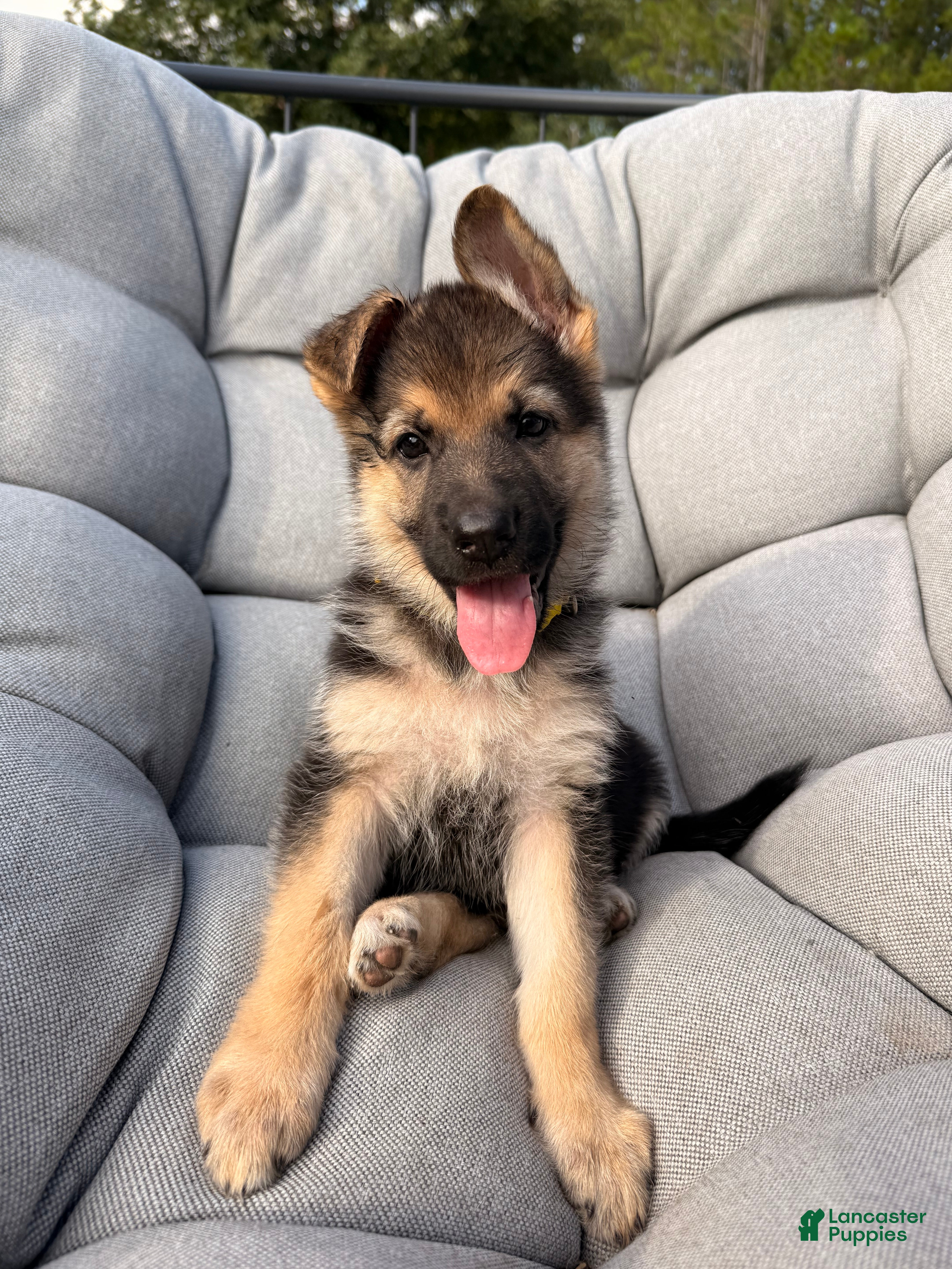 German Shepherd dogs Miley - Ad 38