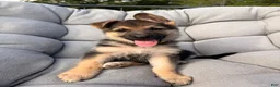 German Shepherd dogs for sale: Miley - Ad 1