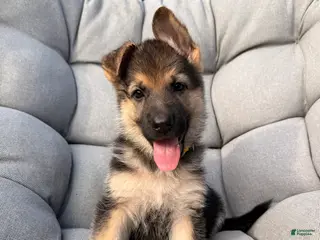 German Shepherd dogs Miley - Ad 22