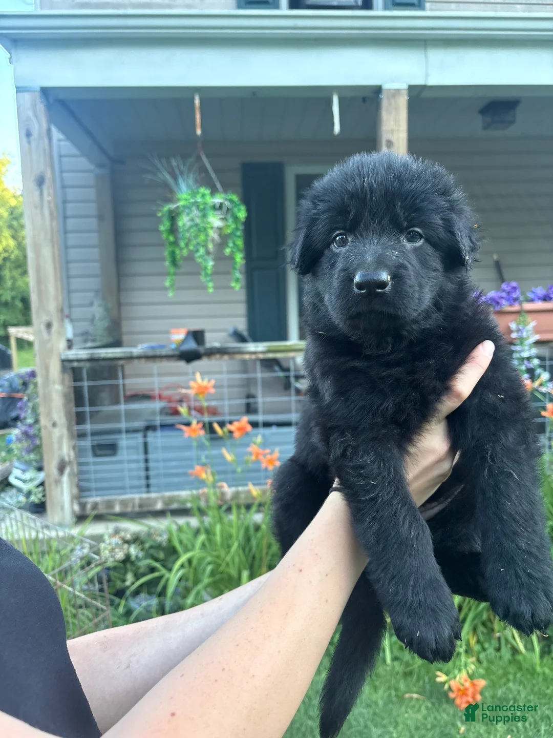 German Shepherd dogs for sale: Red collar  - Ad 1