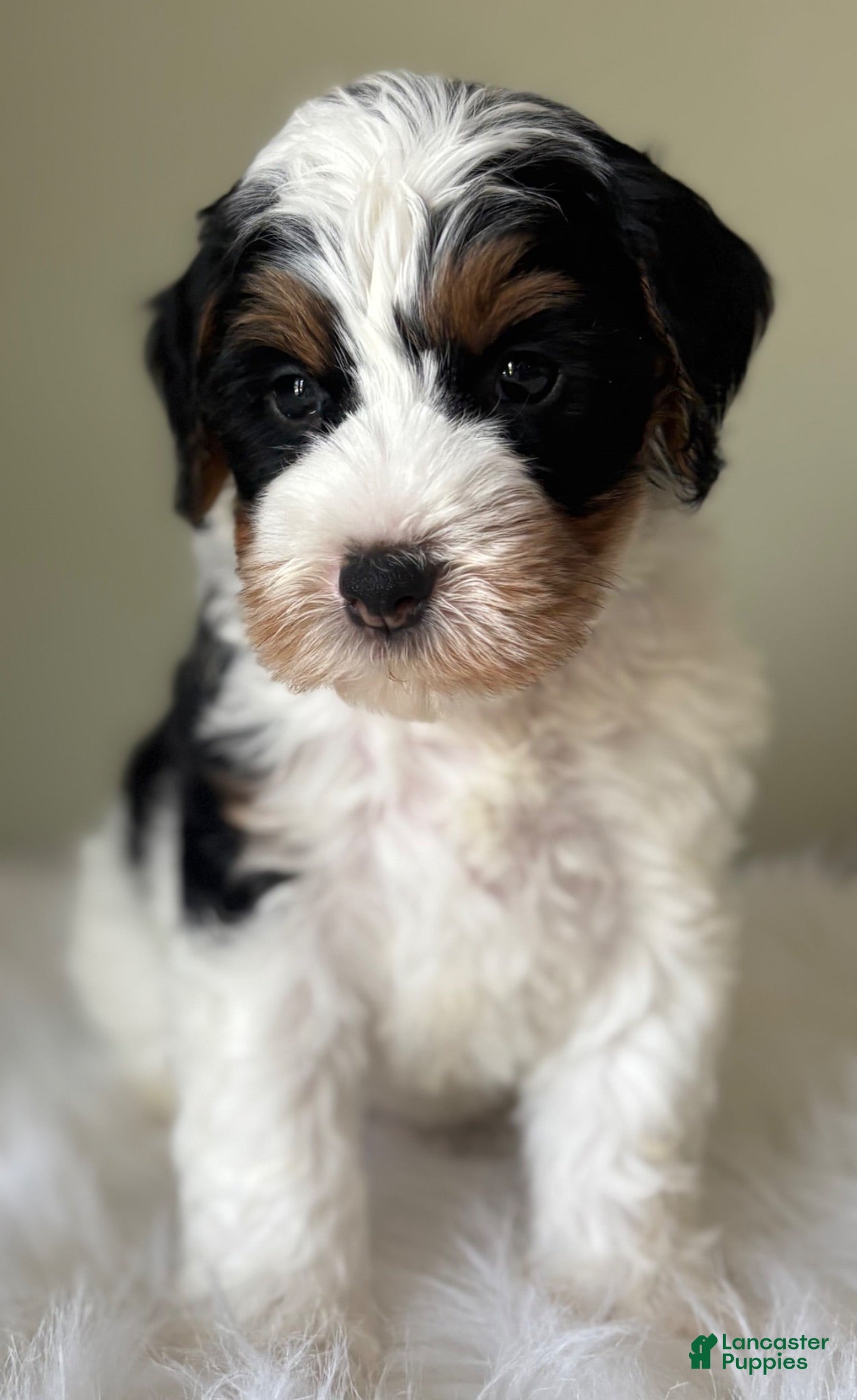 Mini Bernedoodle dogs Stack - Ad 1