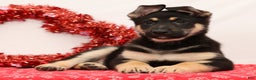 German Shepherd dogs for sale: Moose - Ad 2