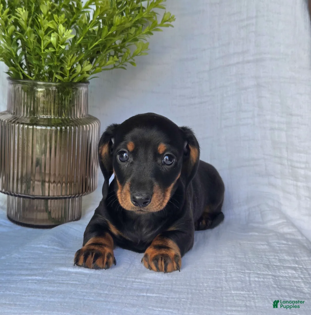 Miniature Dachshund dogs for sale: Blaze - Ad 2