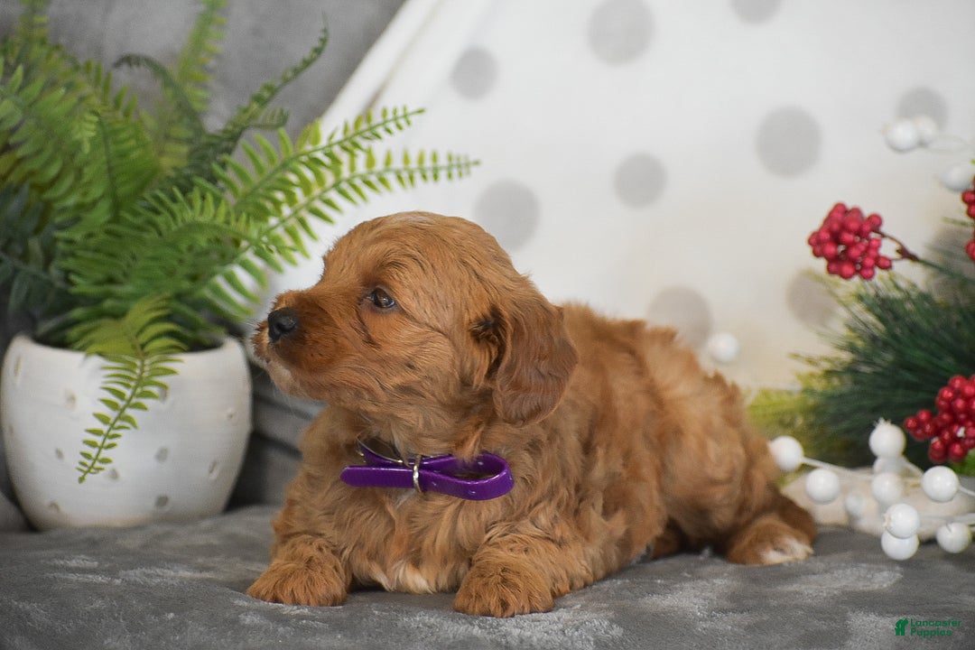 Mini Goldendoodle dogs for sale: Rachel - Ad 6