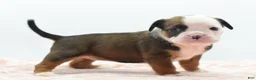 Mixed Breed dogs for sale: Rosie - Ad 11