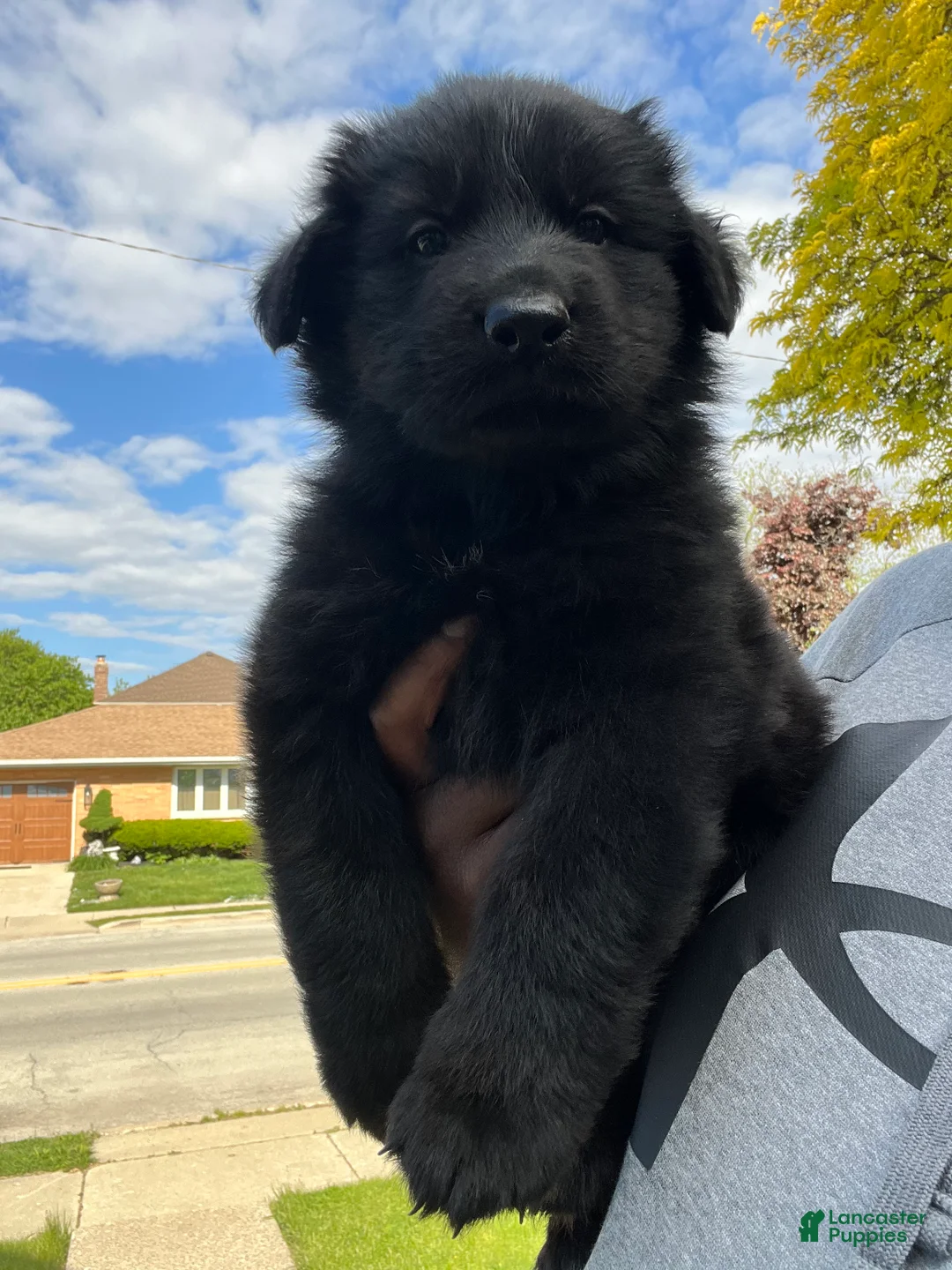 German Shepherd dogs for sale: German Shepherd Puppy 1 - Ad 2