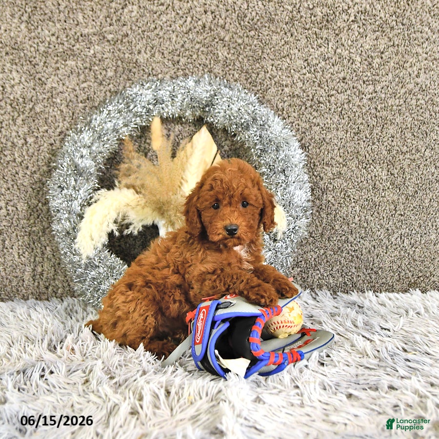 Toy Poodle dogs Jaxon - Ad 1